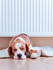 The dog has a rest on wooden to a floor near to a warm radiator